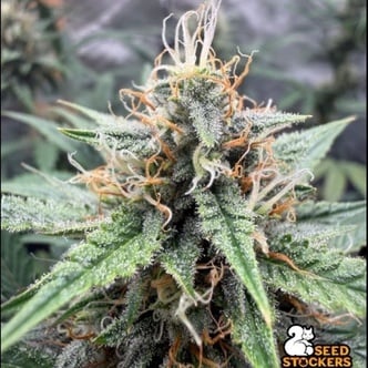 Drizl Pickl Auto (Seedstockers) F&eacute;minis&eacute;e