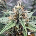 Drizl Pickl Auto (Seedstockers) Féminisée