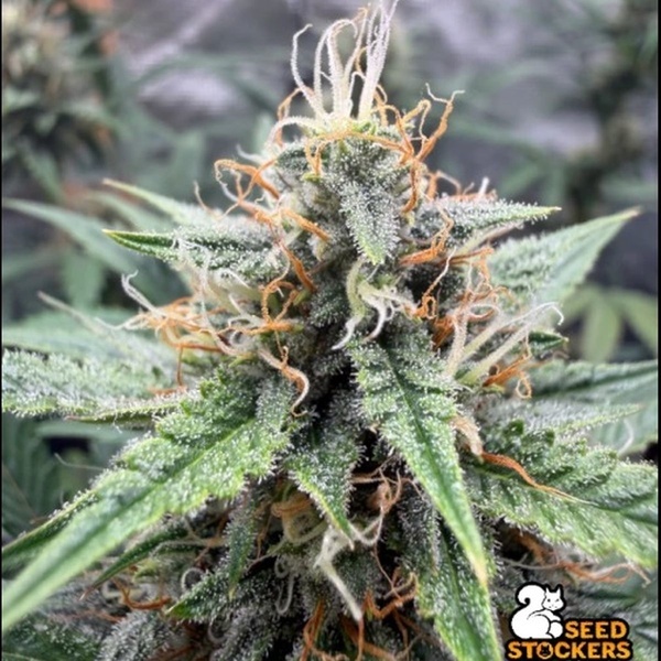 Drizl Pickl Auto (Seedstockers) Féminisée