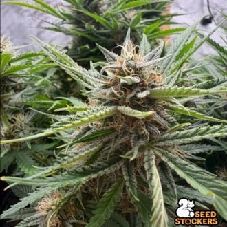 Fishy Zoap Autoflower (Seedstockers) F&eacute;minis&eacute;e
