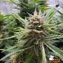 Fishy Zoap Autoflower (Seedstockers) Féminisée