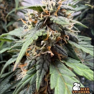 F.U.H (F*cked Up Hippy) Auto (Seedstockers) F&eacute;minis&eacute;e