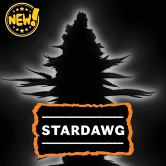 Stardawg Auto (Seedstockers) F&eacute;minis&eacute;e