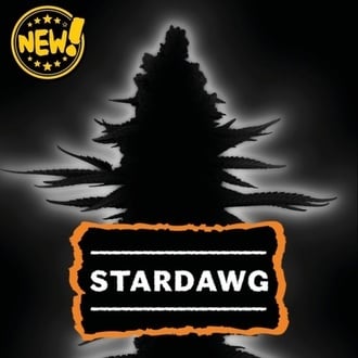 Stardawg Auto (Seedstockers) F&eacute;minis&eacute;e