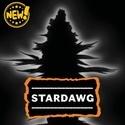 Stardawg Auto (Seedstockers) Féminisée