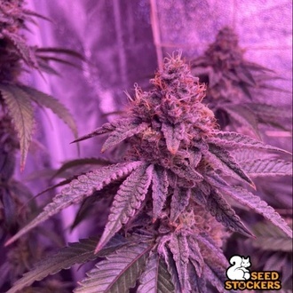 Barcelona Puff (Seedstockers) F&eacute;minis&eacute;e