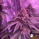 Barcelona Puff (Seedstockers) Féminisée