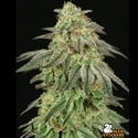 FUH F*cked Up Hippy (Seedstockers) Féminisée