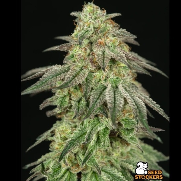FUH F*cked Up Hippy (Seedstockers) Féminisée