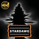 Stardawg (Seedstockers) Féminisée