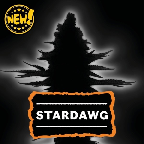 Stardawg (Seedstockers) Féminisée