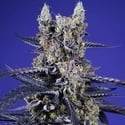 Super Boof XL Auto (Sweet Seeds) Féminisée