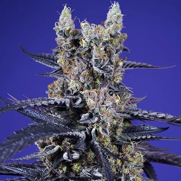 Super Boof XL Auto (Sweet Seeds) Féminisée
