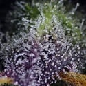 Super Boof XL Auto (Sweet Seeds) Féminisée