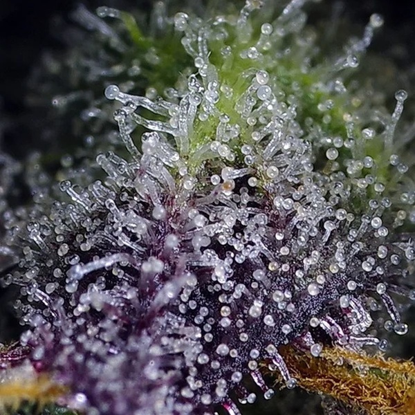 Super Boof XL Auto (Sweet Seeds) Féminisée