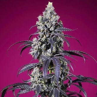 Tropicanna Cherry XL Auto (Sweet Seeds) F&eacute;minis&eacute;e