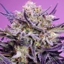 Pink Guava F1 Fast Version (Sweet Seeds) Féminisée