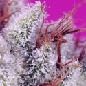 Pink Guava F1 Fast Version (Sweet Seeds) Féminisée