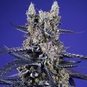 Delicious & Resinous Mix Auto (Sweet Seeds) Féminisée