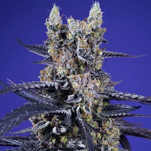 Delicious & Resinous Mix Auto (Sweet Seeds) Féminisée