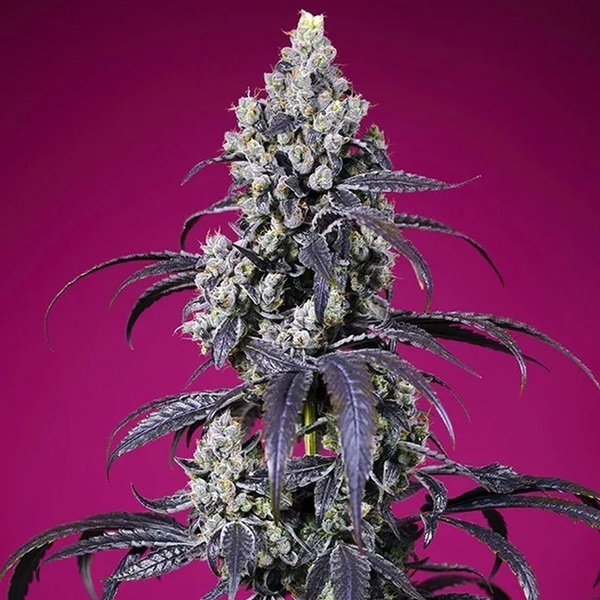 American Pie Mix (Sweet Seeds) Féminisée