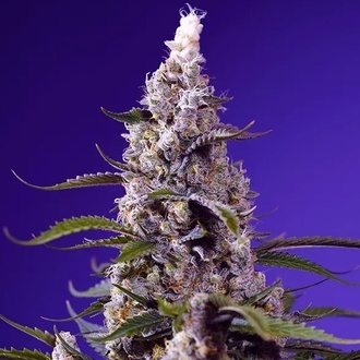 American Pie Mix (Sweet Seeds) Féminisée