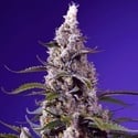 American Pie Mix (Sweet Seeds) Féminisée