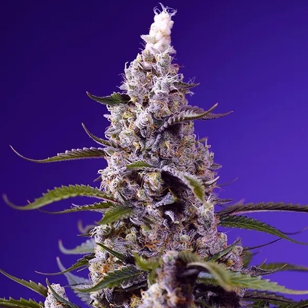 American Pie Mix (Sweet Seeds) Féminisée
