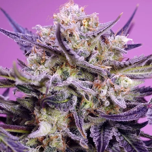 Terp Explosion Mix (Sweet Seeds) Féminisées