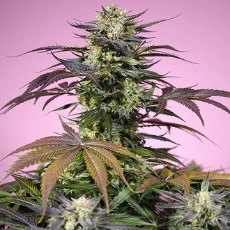 Terp Explosion Mix (Sweet Seeds) Féminisées