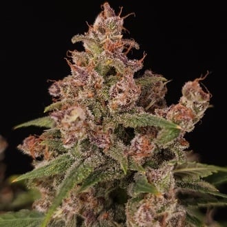 Banana Purple Auto (Paradise Seeds) F&eacute;minis&eacute;e