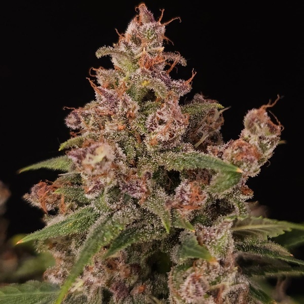 Banana Purple Auto (Paradise Seeds) Féminisée