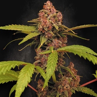 Banana Purple Auto (Paradise Seeds) Féminisée