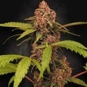 Banana Purple Auto (Paradise Seeds) Féminisée