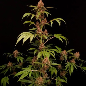 Banana Purple Auto (Paradise Seeds) Féminisée