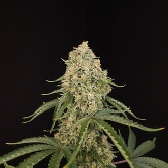 Tropical Fruit Cake (Paradise Seeds) F&eacute;minis&eacute;e