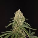 Tropical Fruit Cake (Paradise Seeds) Féminisée
