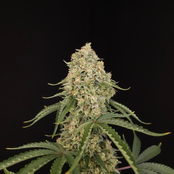 Tropical Fruit Cake (Paradise Seeds) Féminisée