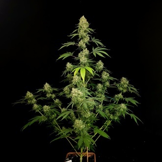 Tropical Fruit Cake (Paradise Seeds) Féminisée