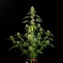 Tropical Fruit Cake (Paradise Seeds) Féminisée