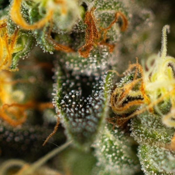 Tropical Fruit Cake (Paradise Seeds) Féminisée