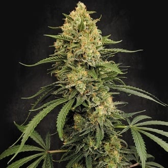 Zesty Bliss (Paradise Seeds) F&eacute;minis&eacute;e