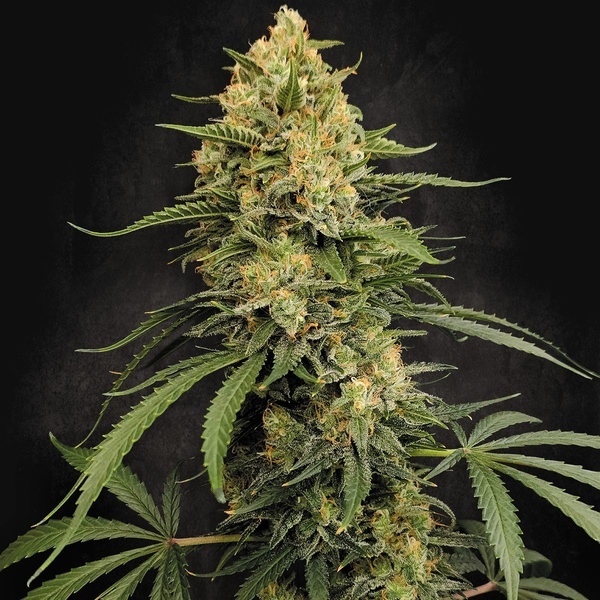 Zesty Bliss (Paradise Seeds) Féminisée