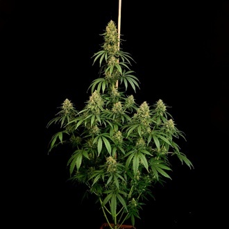 Zesty Bliss (Paradise Seeds) Féminisée