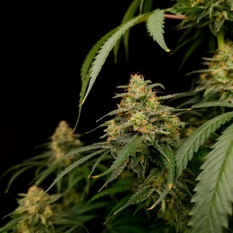 Zesty Bliss (Paradise Seeds) Féminisée