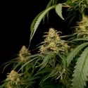 Zesty Bliss (Paradise Seeds) Féminisée