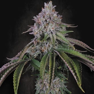 Velvet Mist (Paradise Seeds) F&eacute;minis&eacute;e