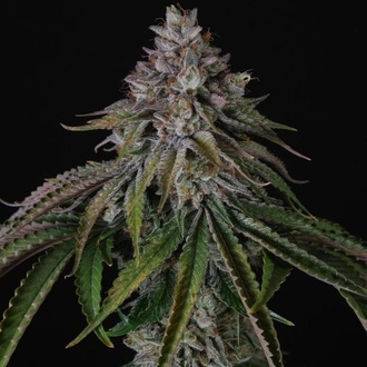 Velvet Mist (Paradise Seeds) Féminisée