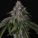 Velvet Mist (Paradise Seeds) Féminisée
