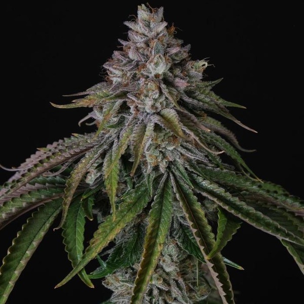 Velvet Mist (Paradise Seeds) Féminisée